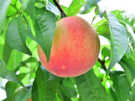 桃木樹|モモ（桃）とは｜育て方がわかる植物図鑑｜みんなの趣味の園芸